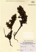 藏品(Aspalathus cephalotes Thunb. Subsp. violacea R.Dahlgren )的圖片